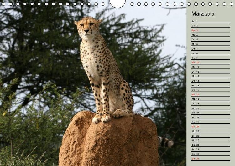 Produktbild: Herzog, M: Geparden - Ein Leben in Afrika (Wandkalender 2019