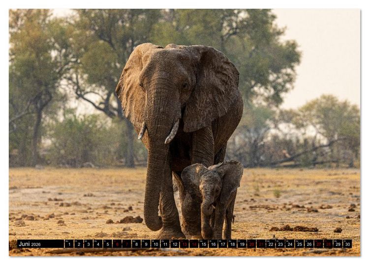 Produktbild: Komm mit auf Safari! Botswana und S&uuml;dafrika (Wandkalender 2026 DIN A3 quer), CALVENDO Monatskalender
