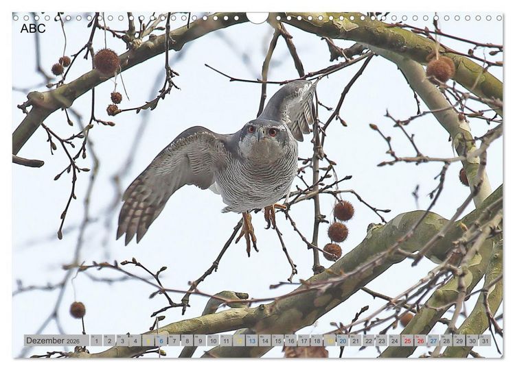 Produktbild: Habicht - aus dem Leben eines imposanten Greifvogels (Wandkalender 2026 DIN A3 quer), CALVENDO Monatskalender
