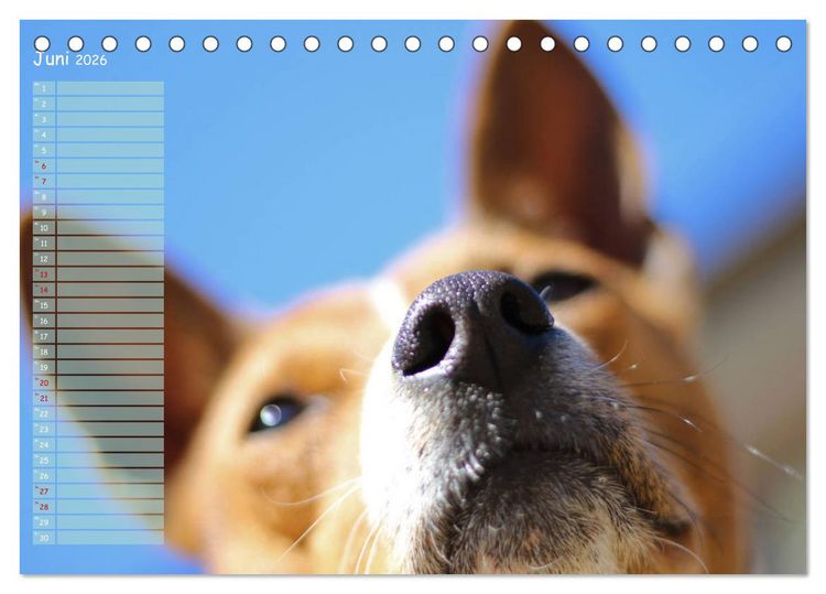 Produktbild: Basenji, der Kongo-Terrier (Tischkalender 2026 DIN A5 quer), CALVENDO Monatskalender