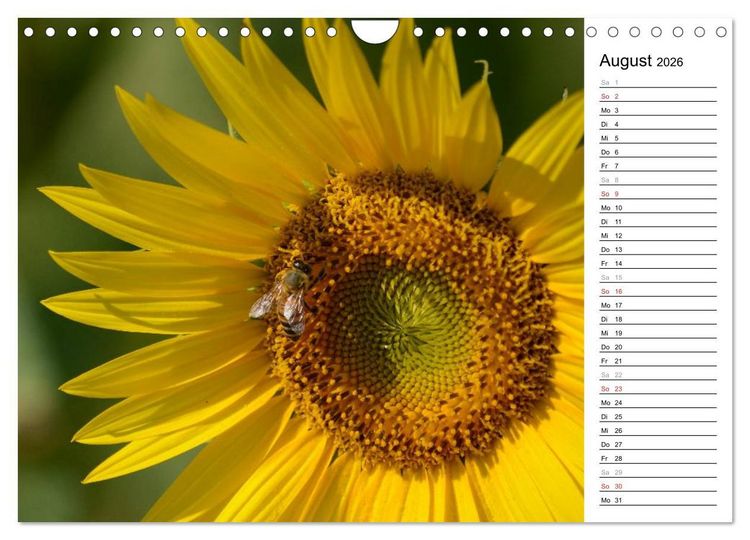 Produktbild: Ein Jahr lang Sonnenblumen (Wandkalender 2026 DIN A4 quer), CALVENDO Monatskalender