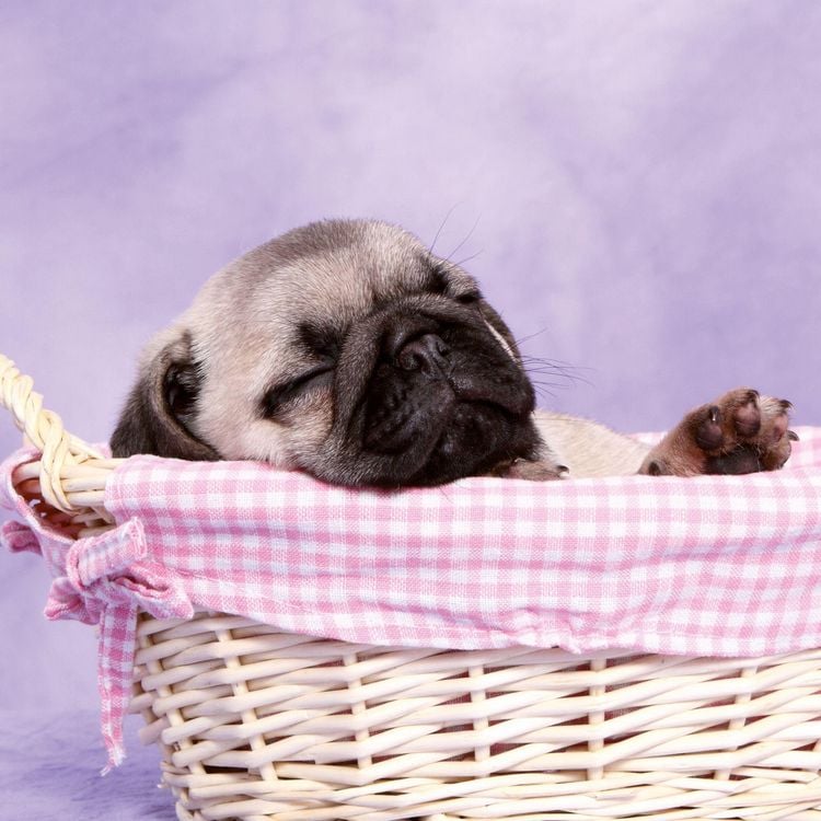 Produktbild: M&ouml;pse / Puglets 2027