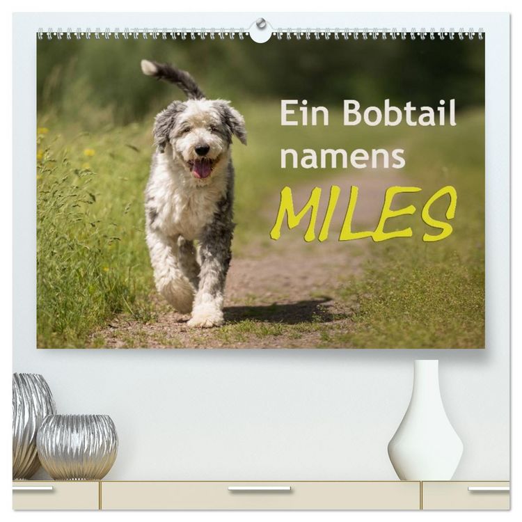 Produktbild: Ein Bobtail namens Miles (hochwertiger Premium Wandkalender 2026 DIN A2 quer), Kunstdruck in Hochglanz