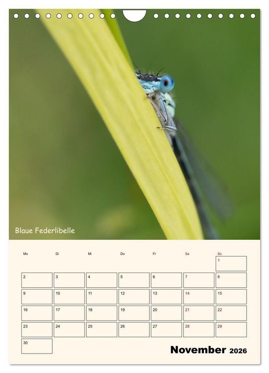 Produktbild: Libellen - Flugk&uuml;nstler in Bayern (Wandkalender 2026 DIN A4 hoch), CALVENDO Monatskalender