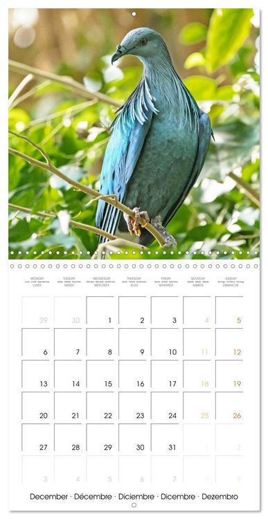 Produktbild: Doves: Gentle Beauty (Wall Calendar 2027 12 &times; 12 Inch) CALVENDO 12 Month Wall Calendar