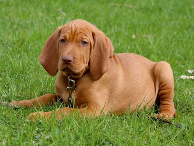 Produktbild: CALVENDO Puzzle Ein Motiv aus dem Kalender Magyar Vizsla | 1000 Teile Lege-Gr&ouml;&szlig;e 64x48cm Foto-Puzzle f&uuml;r gl&uuml;ckliche Stunden