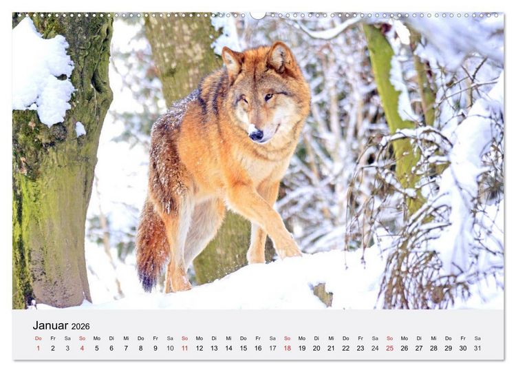 Produktbild: W&ouml;lfe. Ein Herz f&uuml;r Isegrim! (Wandkalender 2026 DIN A2 quer), CALVENDO Monatskalender