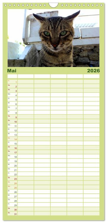 Produktbild: Familienplaner 2026 - SAMTPFOTEN "fellnah" mit 5 Spalten (Wandkalender, 21 x 45 cm) CALVENDO