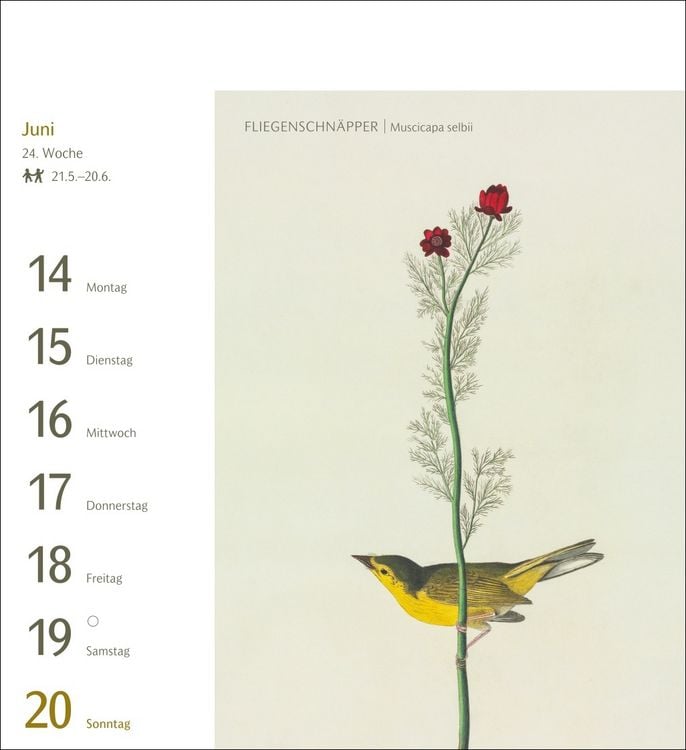 Produktbild: V&ouml;gel Postkartenkalender 2027 - Postkartenkalender mit 53 historischen Zeichnungen