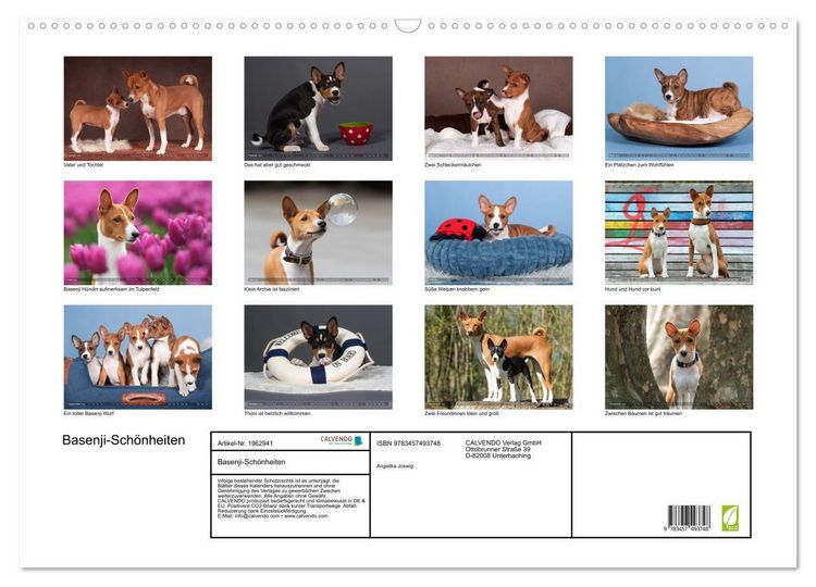 Produktbild: Basenji-Sch&ouml;nheiten (Wandkalender 2026 DIN A2 quer), CALVENDO Monatskalender