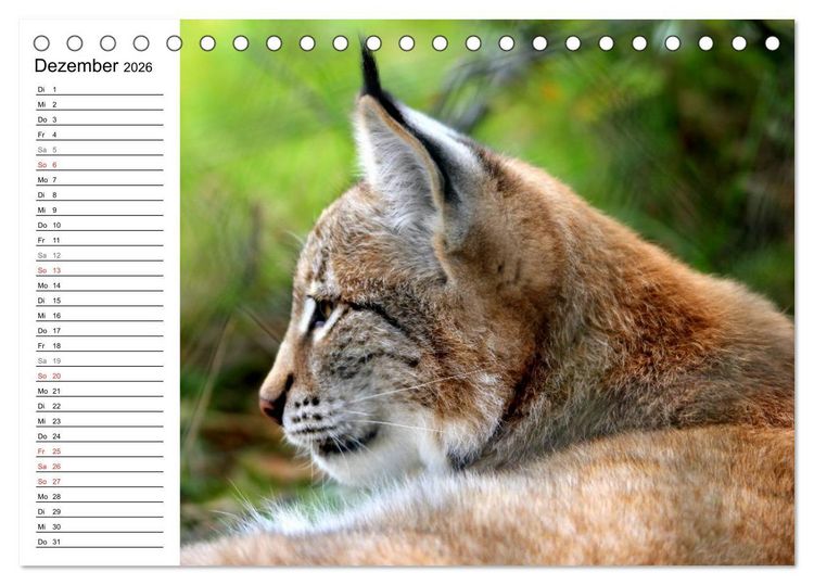 Produktbild: Der Luchs - Der J&auml;ger auf leisen Pfoten (Tischkalender 2026 DIN A5 quer), CALVENDO Monatskalender