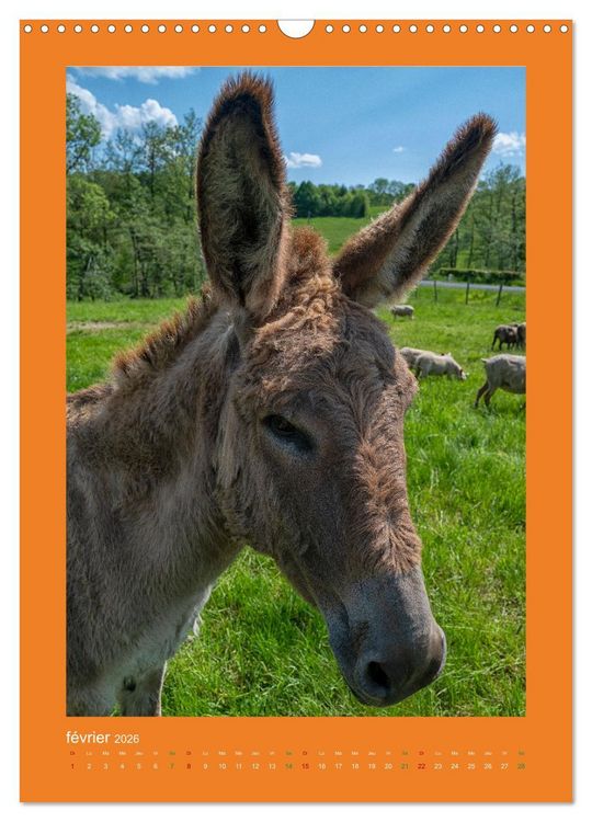 Produktbild: Beaut&eacute; rustique Regards animaliers (Calendrier mural 2026 DIN A3 horizontal), CALVENDO calendrier mensuel