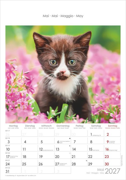 Produktbild: Katzen 2027