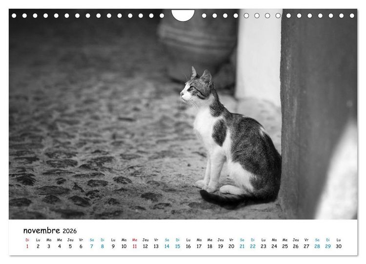 Produktbild: Chats de Santorin - Les princes d'Oia en noir et blanc (Calendrier mural 2026 DIN A4 vertical), CALVENDO calendrier mensuel