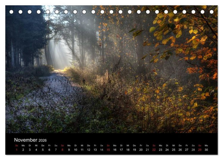 Produktbild: Waldkalender (Tischkalender 2026 DIN A5 quer), CALVENDO Monatskalender
