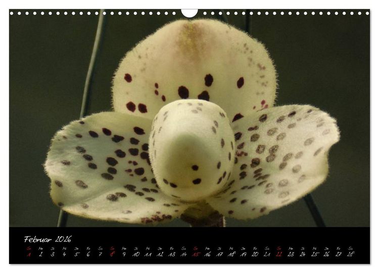Produktbild: Farbenreiche Orchideen (Wandkalender 2026 DIN A3 quer), CALVENDO Monatskalender