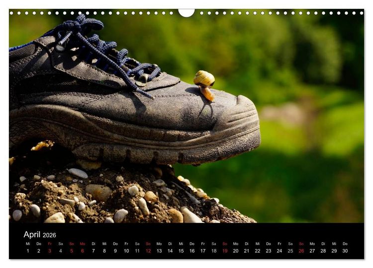 Produktbild: Kleine B&auml;nderschnecke ganz gro&szlig; - Gem&uuml;tlich durch das neue Jahr (Wandkalender 2026 DIN A3 quer), CALVENDO Monatskalender