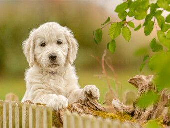 Produktbild: CALVENDO Puzzle Ein Motiv aus dem Kalender Golden Retriever... Herzenshunde | 1000 Teile Lege-Gr&ouml;&szlig;e 64x48cm Foto-Puzzle f&uuml;r gl&uuml;ckliche Stunden