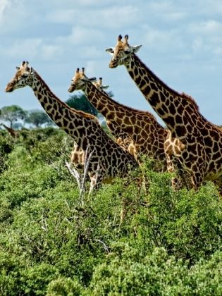 Produktbild: CALVENDO Puzzle Giraffen. Voller Stolz und Grazie | 1000 Teile Lege-Gr&ouml;&szlig;e 64x48cm Foto-Puzzle f&uuml;r gl&uuml;ckliche Stunden