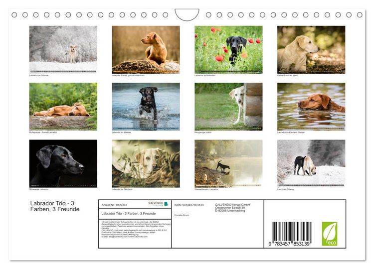Produktbild: Labrador Trio - 3 Farben, 3 Freunde (Wandkalender 2026 DIN A4 quer), CALVENDO Monatskalender