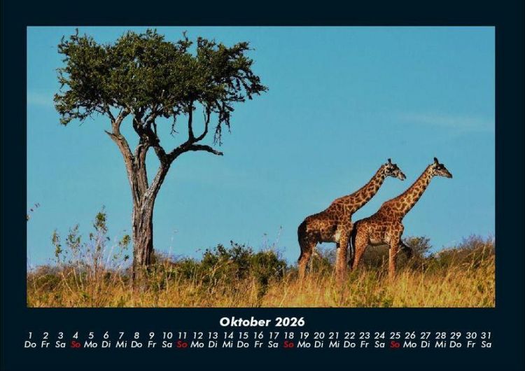 Produktbild: Giraffen 2026 Fotokalender DIN A4