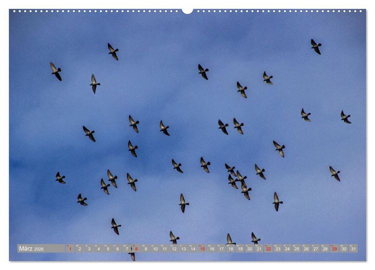 Produktbild: Wir sind die fliegenden Stars (Wandkalender 2026 DIN A2 quer), CALVENDO Monatskalender