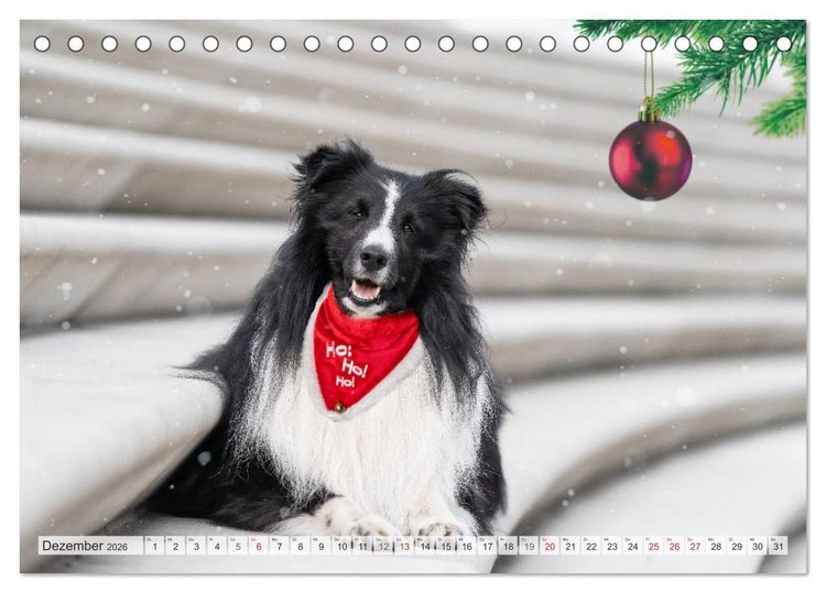 Produktbild: Hamburger Hafencity - Unterwegs mit den Shelties Finn und Louis (Tischkalender 2026 DIN A5 quer), CALVENDO Monatskalender