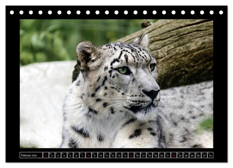 Produktbild: Wildtiere (Tischkalender 2026 DIN A5 quer), CALVENDO Monatskalender