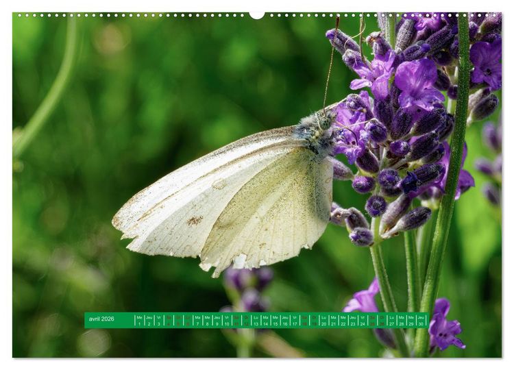 Produktbild: La vie de nos prairie, les papillons (Calendrier mural 2026 DIN A2 vertical) calendrier de bureau