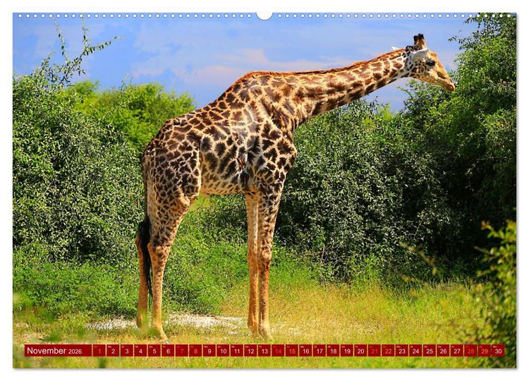 Produktbild: Botswana- Pirschfahrt mit Garantie auf Wildlife (Wandkalender 2026 DIN A2 quer), CALVENDO Monatskalender