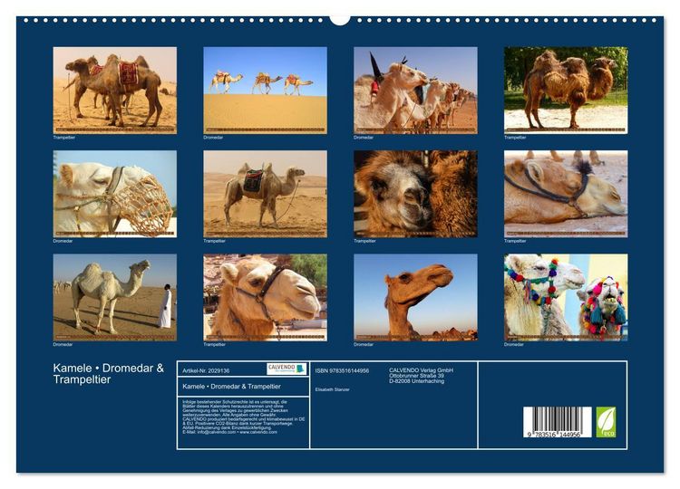 Produktbild: Kamele &bull; Dromedar & Trampeltier (hochwertiger Premium Wandkalender 2026 DIN A2 quer), Kunstdruck in Hochglanz