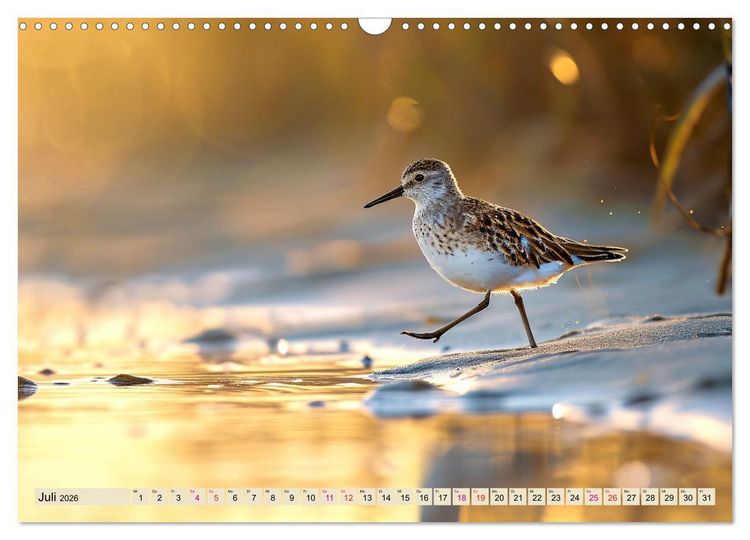 Produktbild: Strandl&auml;ufer - immer flink unterwegs (Wandkalender 2026 DIN A3 quer), CALVENDO Monatskalender