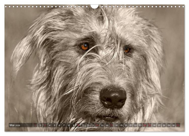 Produktbild: Windhunde eye-catcher (Wandkalender 2026 DIN A3 quer), CALVENDO Monatskalender