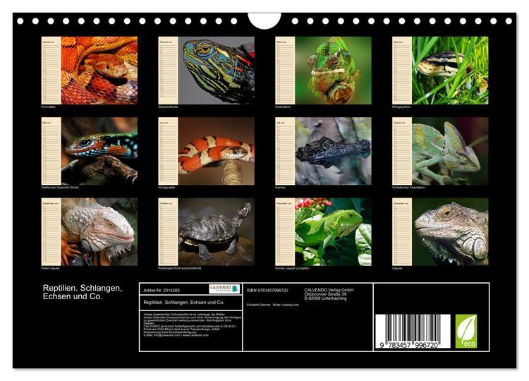 Produktbild: Reptilien. Schlangen, Echsen und Co. (Wandkalender 2026 DIN A4 quer), CALVENDO Monatskalender