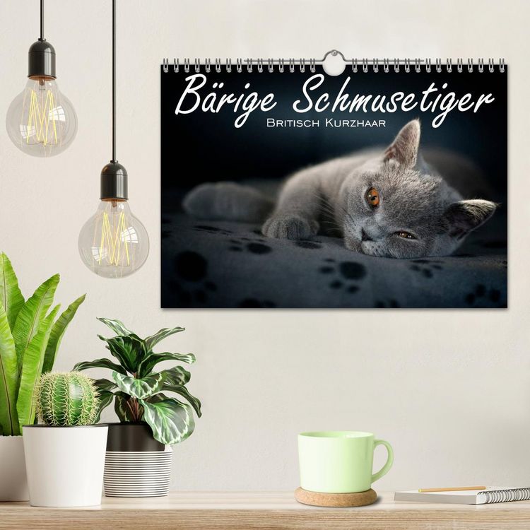 Produktbild: B&auml;rige Schmusetiger - Britisch Kurzhaar (Wandkalender 2026 DIN A4 quer), CALVENDO Monatskalender