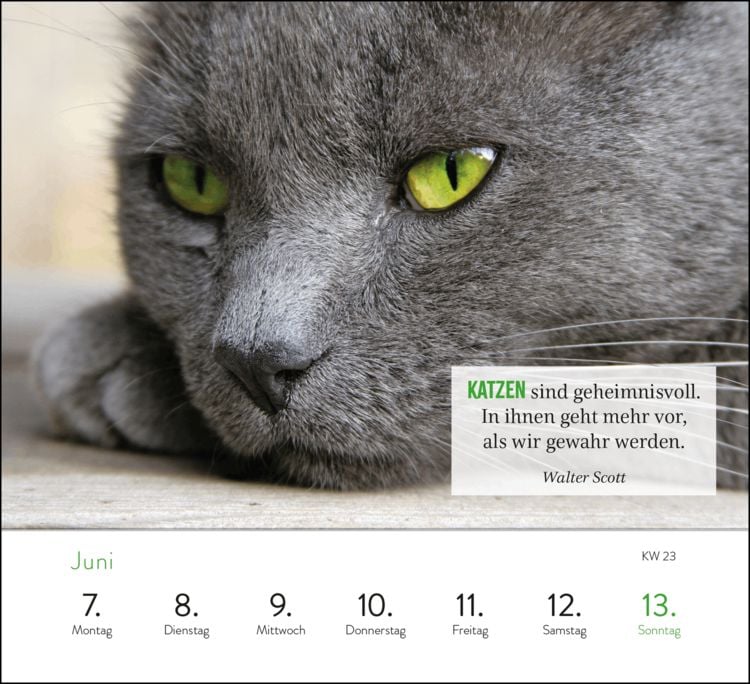 Produktbild: Wochenkalender 2027: Kluge Katzen
