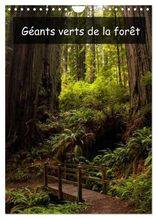 Produktbild: G&eacute;ants verts de la for&ecirc;t (Calendrier mural 2026 DIN A4 horizontal), CALVENDO calendrier mensuel