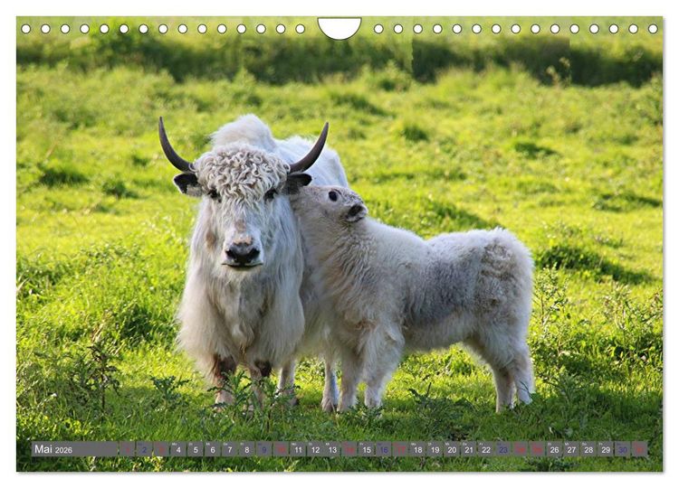 Produktbild: Der Yak (Wandkalender 2026 DIN A4 quer), CALVENDO Monatskalender