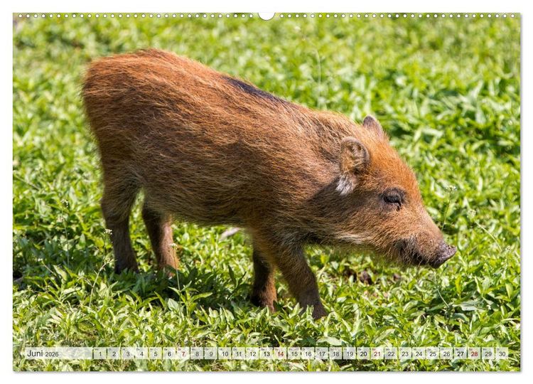 Produktbild: Wildschweine - Im Schatten des Waldes (hochwertiger Premium Wandkalender 2026 DIN A2 quer), Kunstdruck in Hochglanz