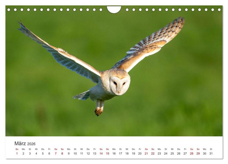 Produktbild: Eulen - Wachsame und geheimnisvolle Augen (Wandkalender 2026 DIN A4 quer), CALVENDO Monatskalender