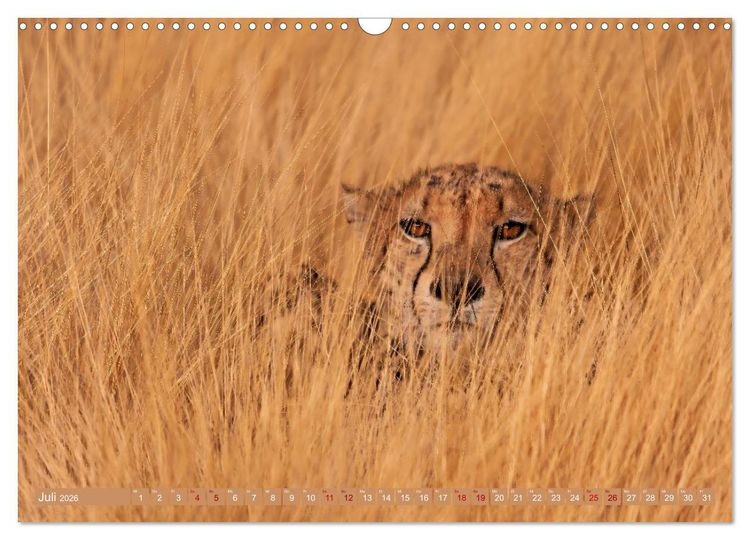 Produktbild: Afrikas Tierwelt - Geparde (Wandkalender 2026 DIN A3 quer), CALVENDO Monatskalender