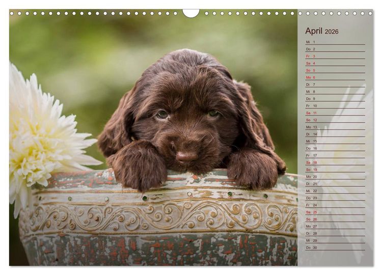 Produktbild: Englische Cocker Spaniel Welpen (Wandkalender 2026 DIN A3 quer), CALVENDO Monatskalender