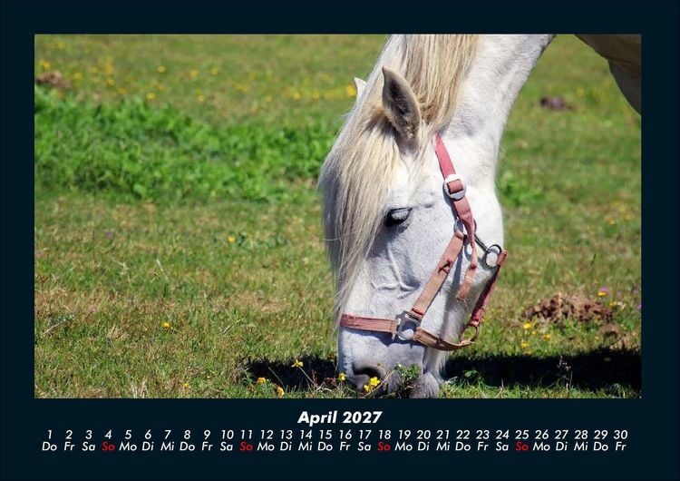 Produktbild: Pferde Kalender 2027 Fotokalender DIN A4