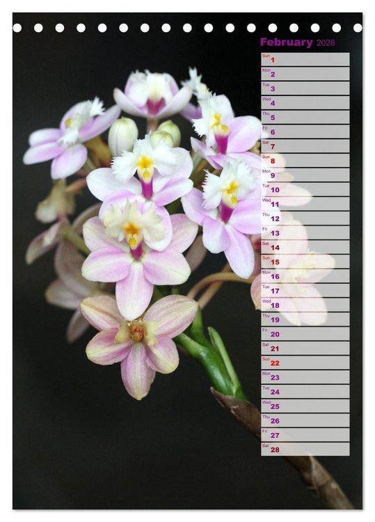 Produktbild: Kruse, G: Orchids - Infinite Variety (Desk Calendar 2026 DIN