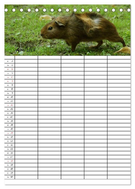 Produktbild: Meerschweinchen und Kaninchen Familienplaner (Tischkalender 2026 DIN A5 hoch), CALVENDO Monatskalender