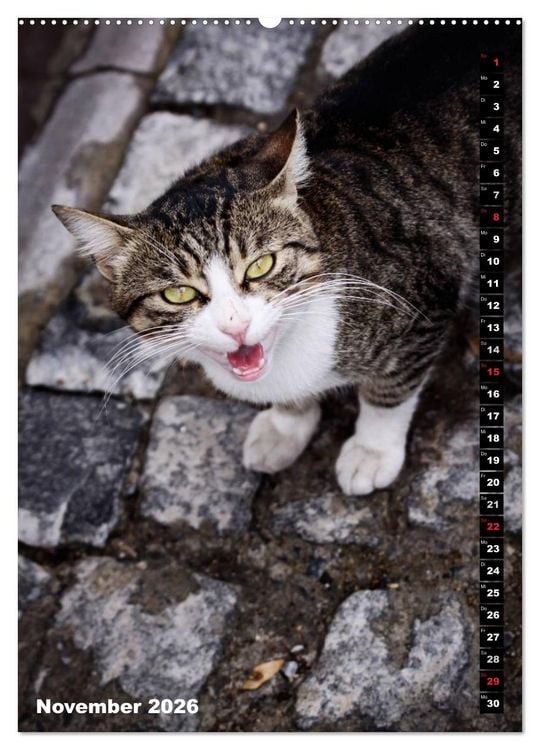 Produktbild: Istanbuls Katzen (Wandkalender 2026 DIN A2 hoch), CALVENDO Monatskalender