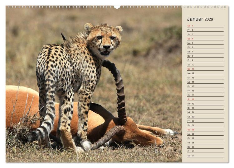 Produktbild: Geparden - Ein Leben in Afrika (Wandkalender 2026 DIN A2 quer), CALVENDO Monatskalender