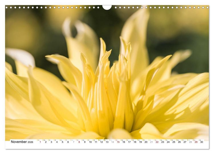 Produktbild: Dahlien-Kronen (Wandkalender 2026 DIN A3 quer), CALVENDO Monatskalender
