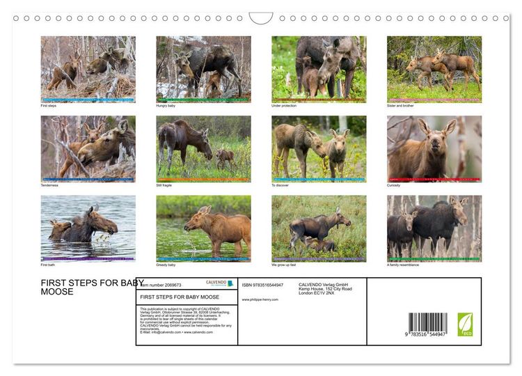 Produktbild: FIRST STEPS FOR BABY MOOSE (Wall Calendar 2026 DIN A3 landscape), CALVENDO 12 Month Wall Calendar