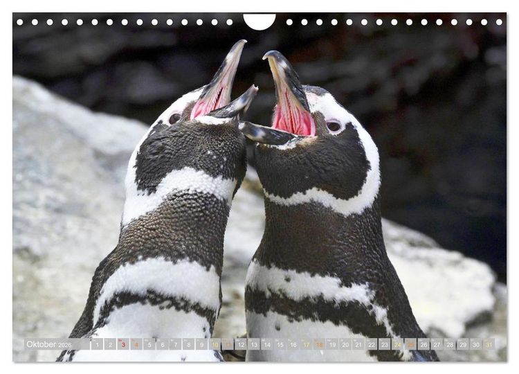 Produktbild: Pinguine: Gehupft wie gesprungen (Wandkalender 2026 DIN A4 quer), CALVENDO Monatskalender